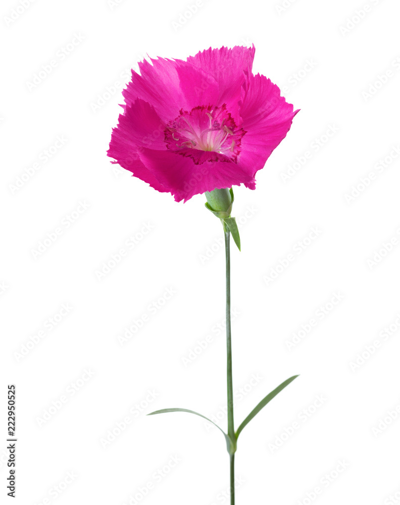 Carnation flower of magenta color isolated on white background. Dianthus Carnation flower of magenta color isolated on white background. Dianthus
