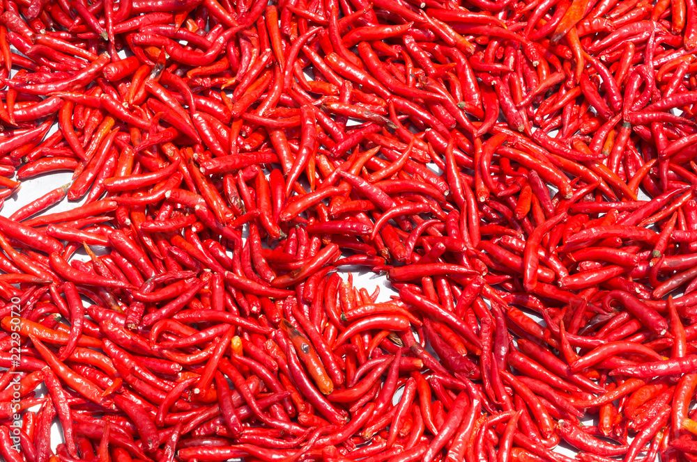 Fototapeta premium Red chilli exposed to sunlight to get dried