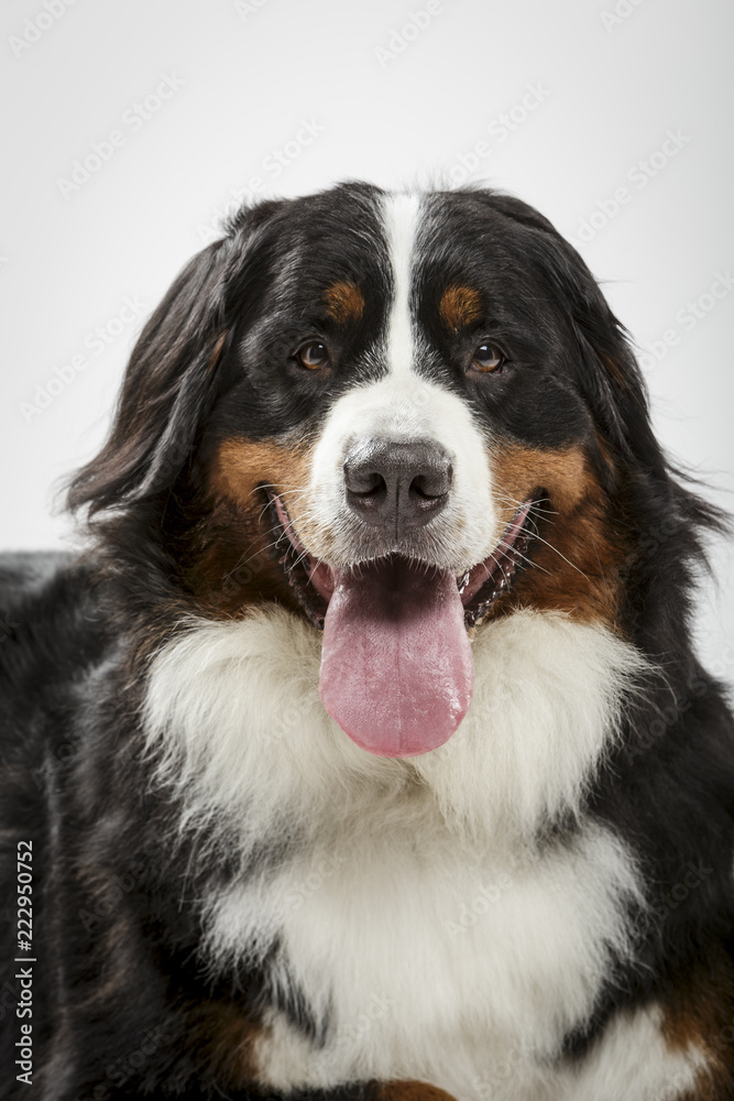 Studio portrait of an expressive black Bernese Mountain Dog against white background