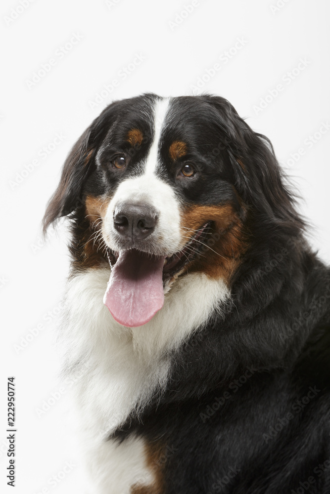 Studio portrait of an expressive black Bernese Mountain Dog against white background