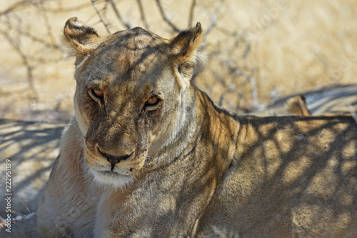 Fototapeta Naklejka Na Ścianę i Meble -  Löwin (panthera leo) im Etosha Nationalpark in Namibia