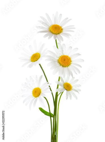 Bouquet of Chamomiles   Ox-Eye Daisy   isolated on a white background.