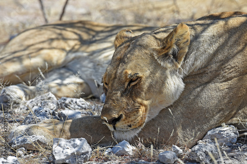 Fototapeta Naklejka Na Ścianę i Meble -  Löwin (panthera leo) im Etosha Nationalpark in Namibia