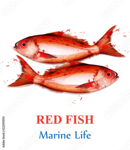 Red fish watercolor Vector isolated. Fresh small fishes on white backgrounds....