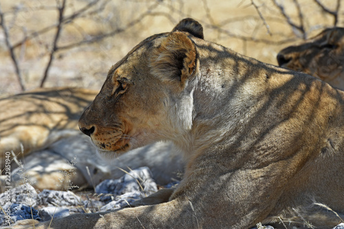 Fototapeta Naklejka Na Ścianę i Meble -  Löwin (panthera leo) im Etosha Nationalpark in Namibia