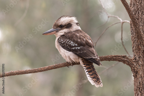 Laughing kookaburra perched on a tree branch in Blackdown Tablelands National Park, Queensland, Australia. photo