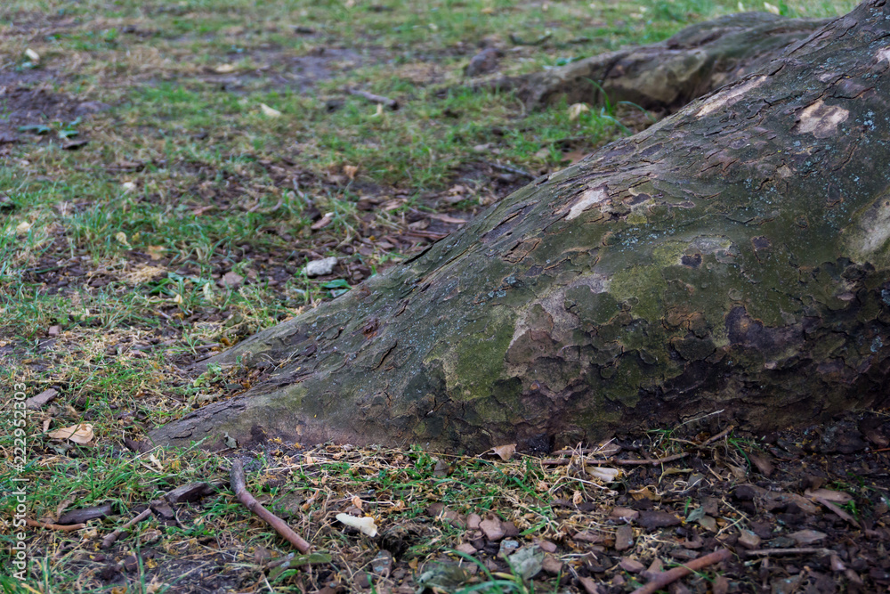 Moss on a root of a platanus tree Moss on a root of a platanus tree