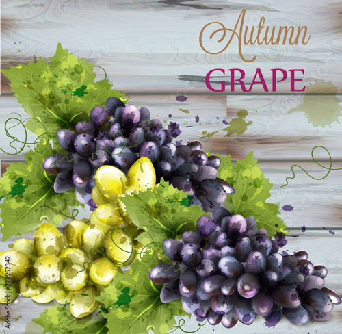 Grapes watercolor Vector on wooden background. Vintage autumn fall harvest te...
