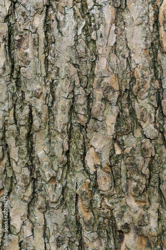 Background / Texture of tree bark