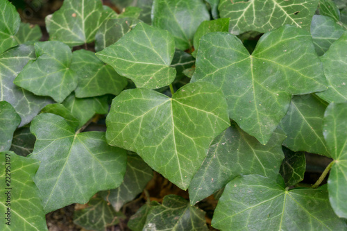 Background / texture of green ivy leaves 