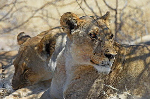 L  wen  panthera leo  im Etosha Nationalpark  Namibia 
