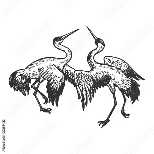 Dancing storks birds animal engraving vector illustration. Scratch board style imitation. Black and white hand drawn image.