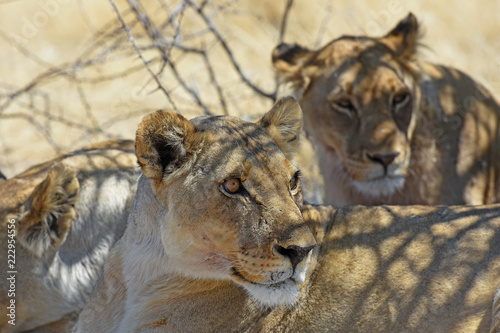 Fototapeta Naklejka Na Ścianę i Meble -  Löwen (panthera leo) im Etosha Nationalpark (Namibia)