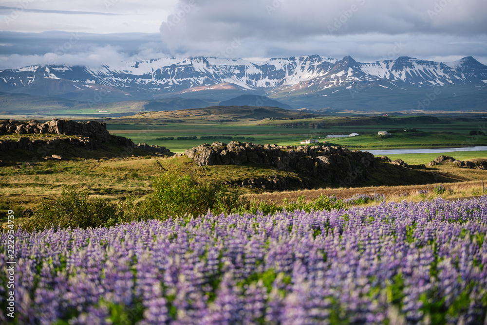 Iceland landscape with blooming lupine and mountains