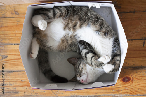 Смешной кот спит в картонной коробке photo