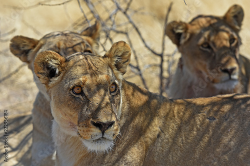 Fototapeta Naklejka Na Ścianę i Meble -  Löwen (panthera leo) im Etosha Nationalpark (Namibia)