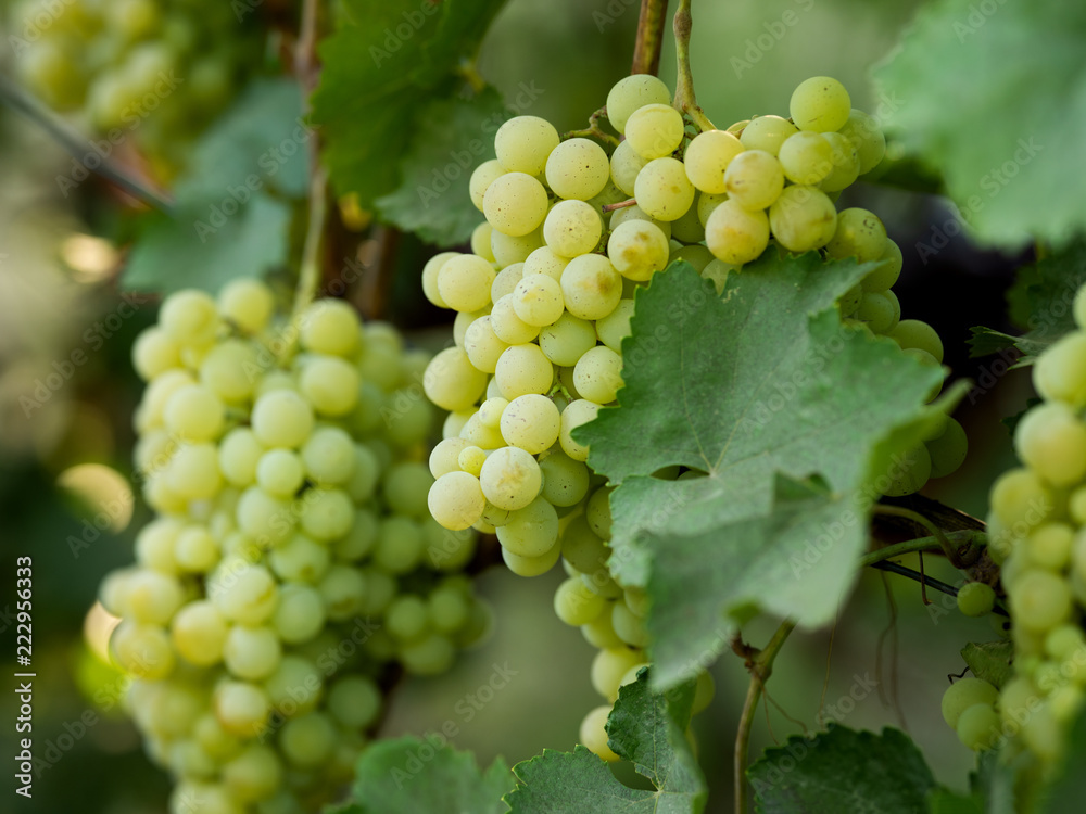 grapes on vine stock at wine yard grapes on vine stock at wine yard