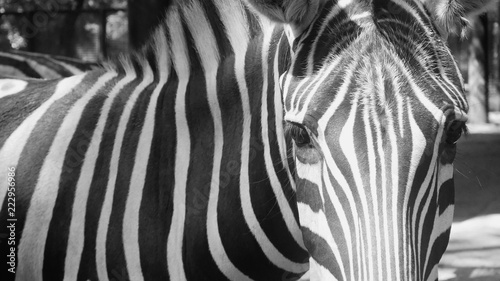 zebra in a zoo. animals from Africa. wild nature. 