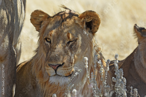 Fototapeta Naklejka Na Ścianę i Meble -  junges Löwenmännchen (panthera leo) im Etosha Nationalpark (Namibia)