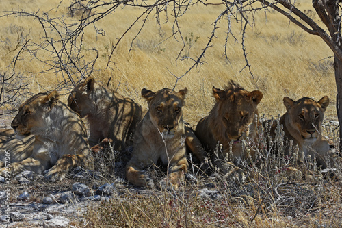 Fototapeta Naklejka Na Ścianę i Meble -  Löwen (panthera leo) im Etosha Nationalpark (Namibia)