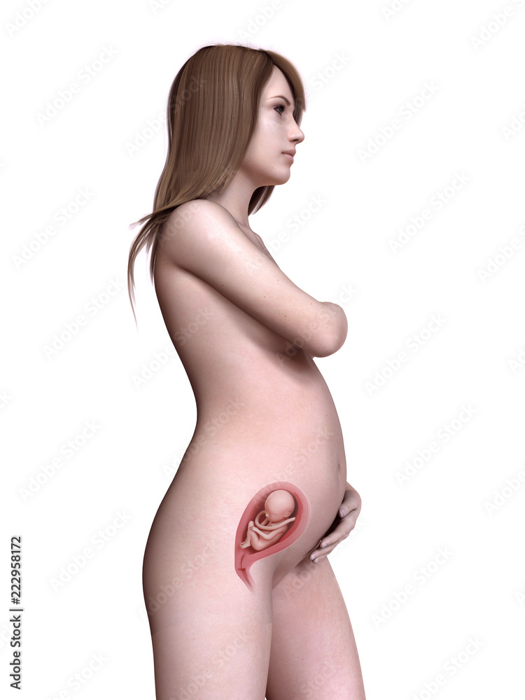 3d rendered medically accurate illustration of a pregnant women week 22 3d rendered medically accurate illustration of a pregnant women week 22