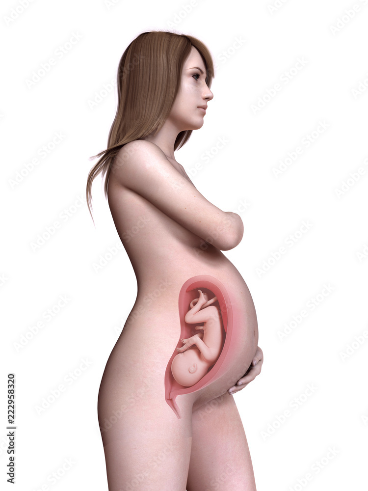 3d rendered medically accurate illustration of a pregnant women week 34 3d rendered medically accurate illustration of a pregnant women week 34