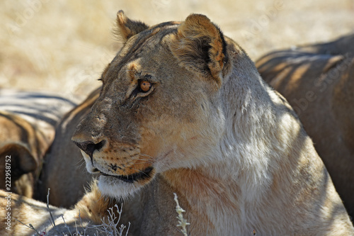 Fototapeta Naklejka Na Ścianę i Meble -  Löwenweibchen (panthera leo) im Etosha Nationalpark (Namibia)