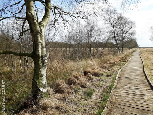 Plankenweg im Moor Eversmeer Ostfriesland photo