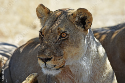 Fototapeta Naklejka Na Ścianę i Meble -  Löwenweibchen (panthera leo) im Etosha Nationalpark (Namibia)