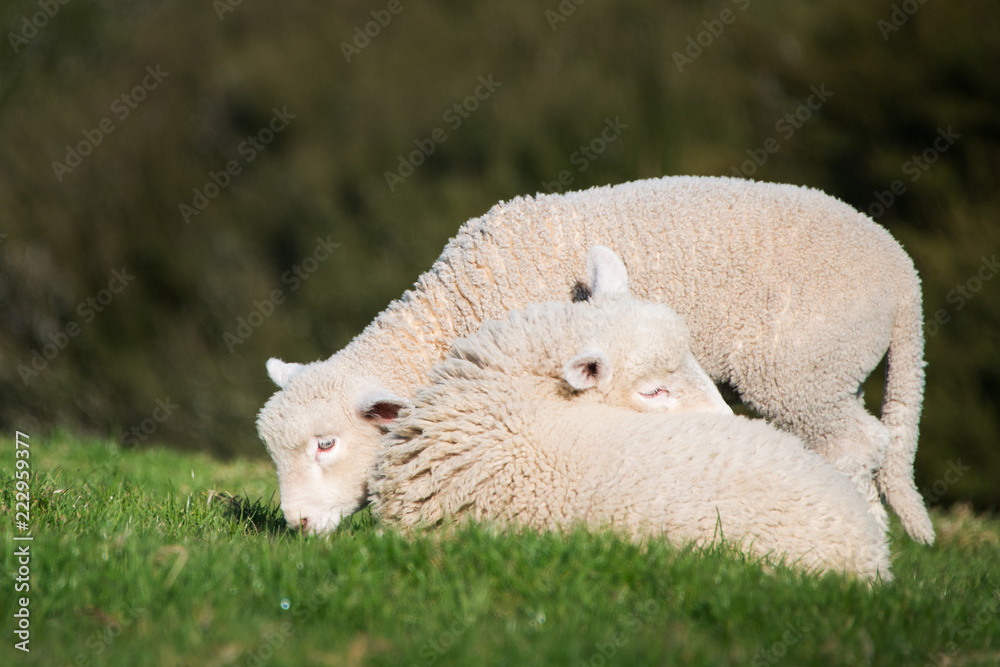 Obraz premium Baby Lambs playing in the green hills