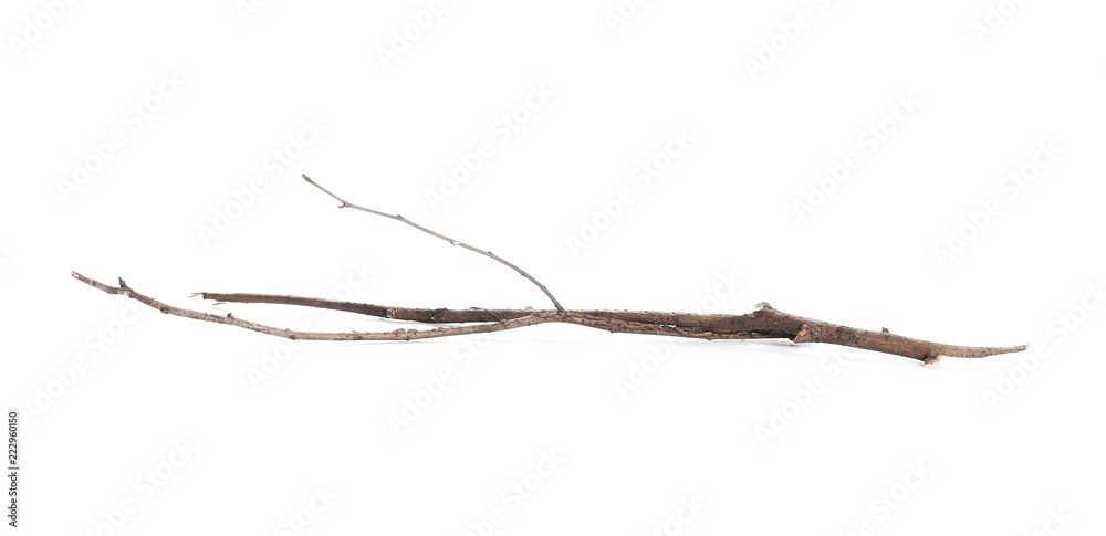 Dry and rotten branch isolated on white background Dry and rotten branch isolated on white background