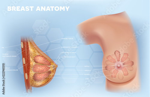 Female Breast anatomy structure detailed colorful illustration on a light blue abstract background