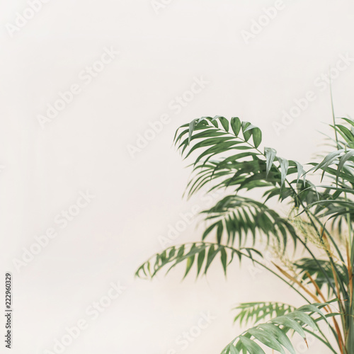 Exotic tropical palm branches on pale pastel beige background. Minimal floral concept. © Floral Deco