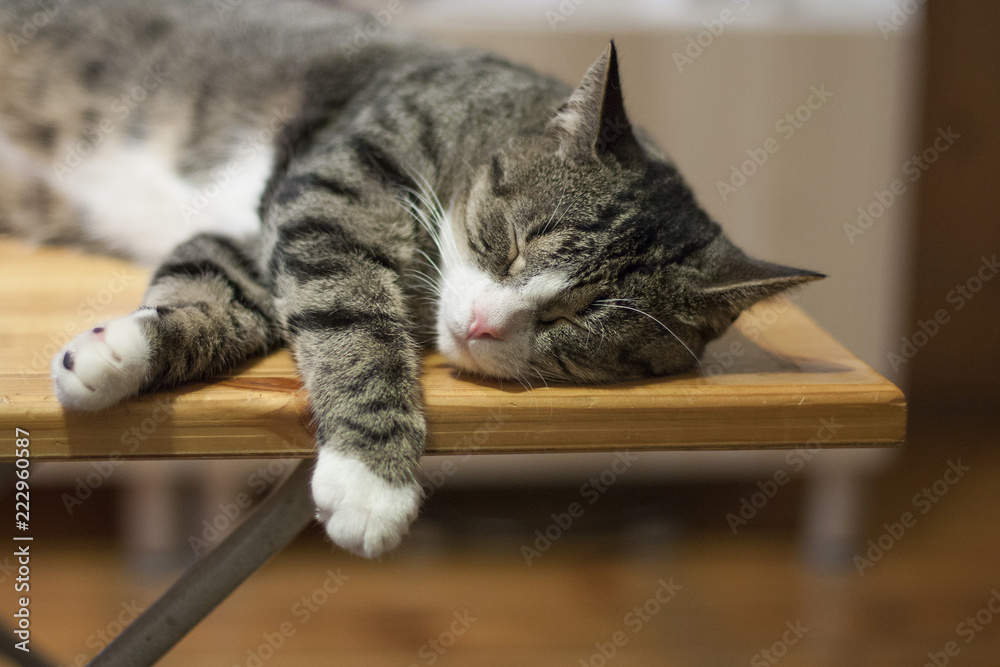 Кот спит на деревянном столе Stock Photo | Adobe Stock