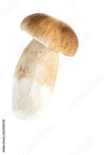 Edible porcini mushroom on a white background.