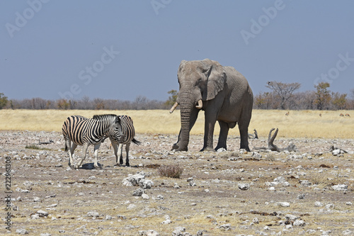 Afrikanischer Elefant  loxodonta africana  und Zebras  Equus quagga  laufen zur Wasserstelle im Etosha Nationalpark  Namibia 