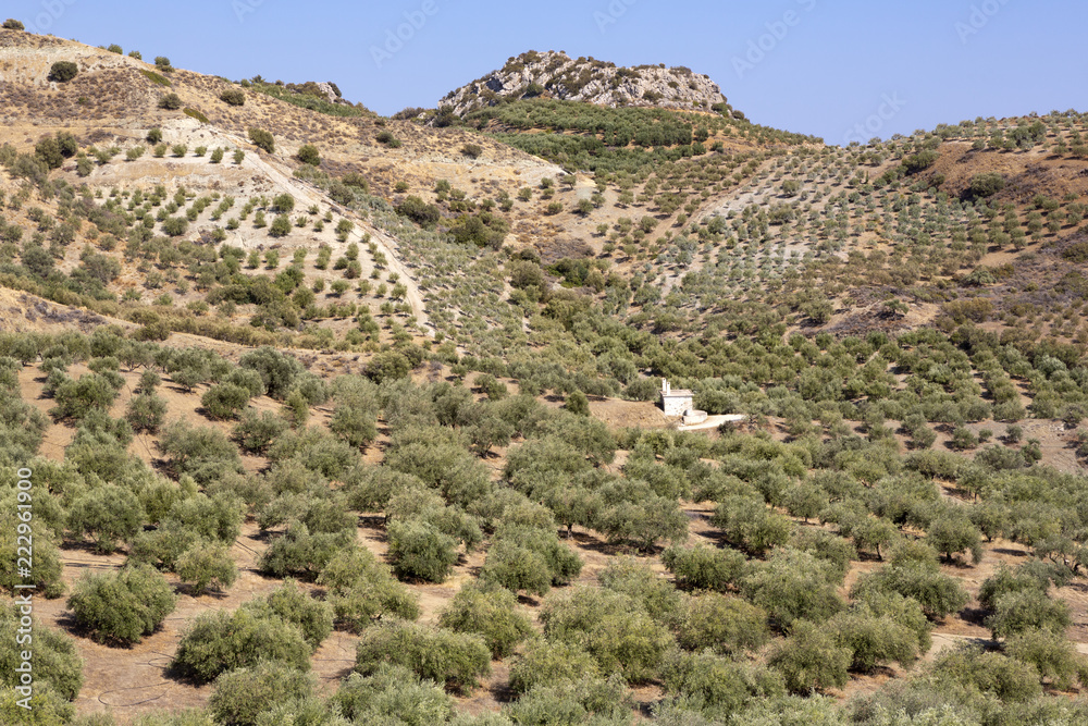 Olivenbäume auf der Insel Kreta, Griechanland