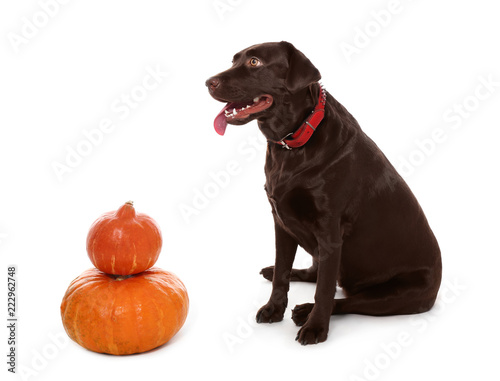 Cute dog and Halloween pumpkins on white background