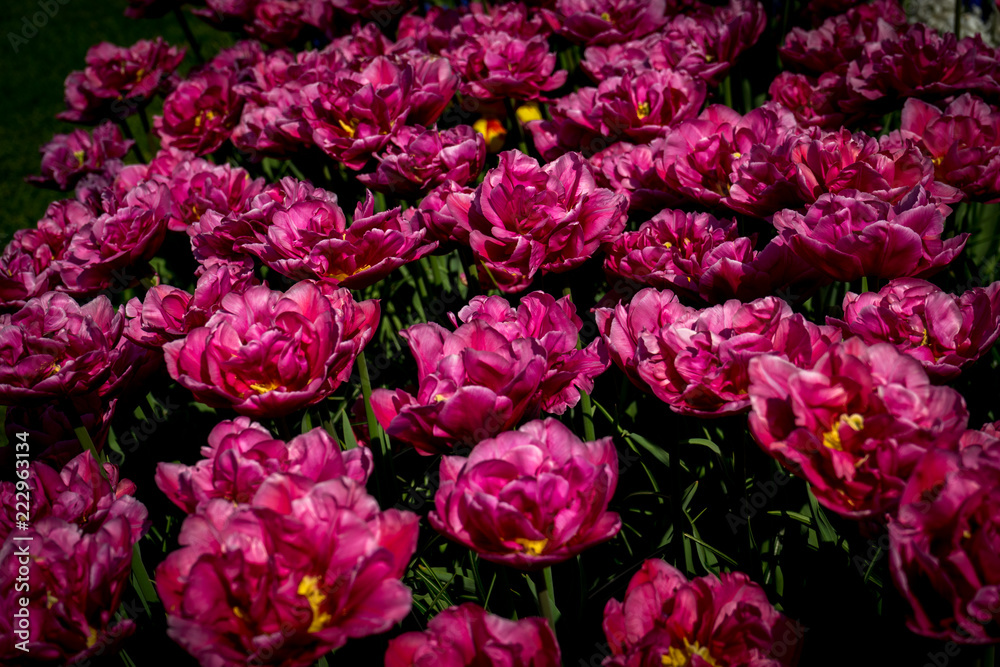 Netherlands,Lisse, a close up of a purple flower