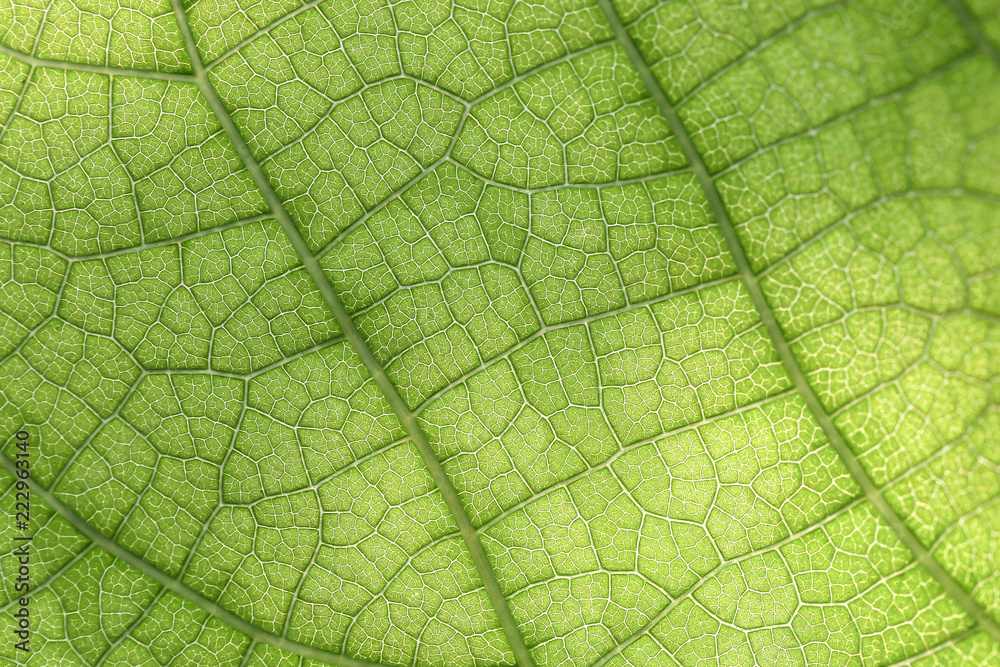 Closeup of green leaf Closeup of green leaf