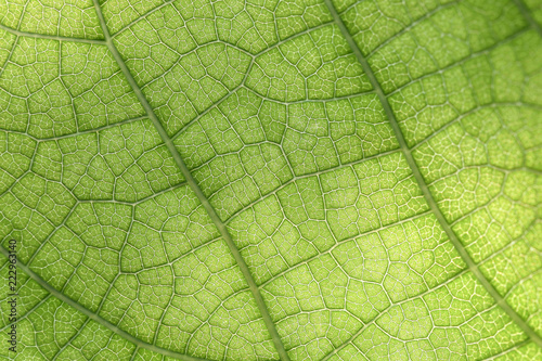 Closeup of green leaf