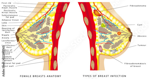 Breast Anatomy