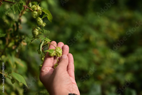 Woman holding hop outside