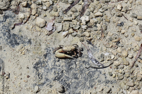 Colored crabs, Saline lake, Ras Mohamed Nature Reserve, Qesm Sharm Ash Sheikh, Egypt photo