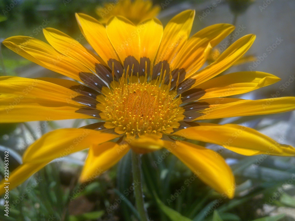 Obraz premium yellow flower