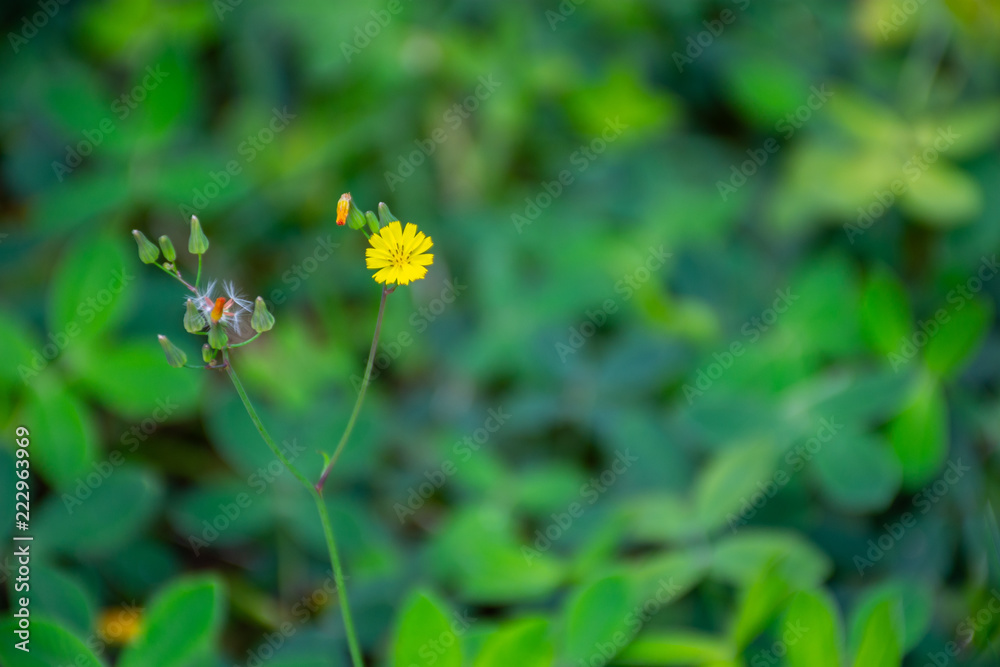 yellow flower yellow flower
