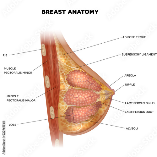 Female Breast anatomy detailed colorful illustration with info text