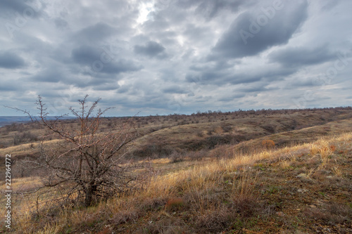 Gloomy landscape with dry autumn grassland and one shrub without foliage