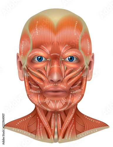 Muscles of the face and neck structure physiology study diagram illustration drawing, each muscle with its name on it, detailed human man anatomy isolated on a white background photo