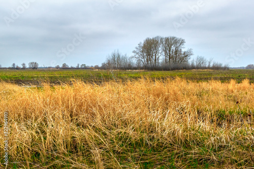 The landscape with yellow dry grasses and the group of tree at the distance